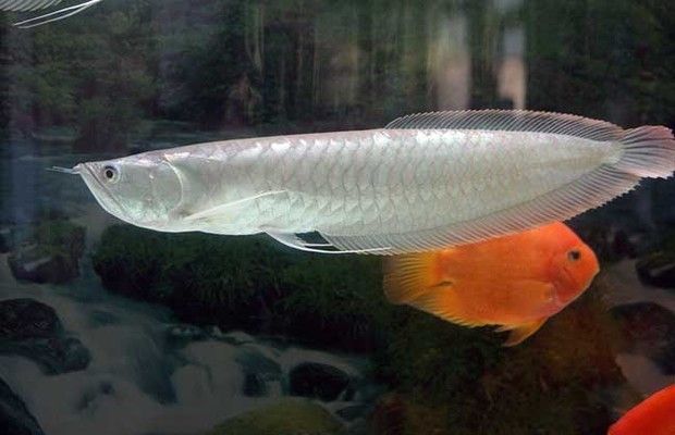 银龙鱼构造（水族爱好者的宠儿[需手动填充]银龙鱼（silverarowana）） 龙鱼百科 第3张