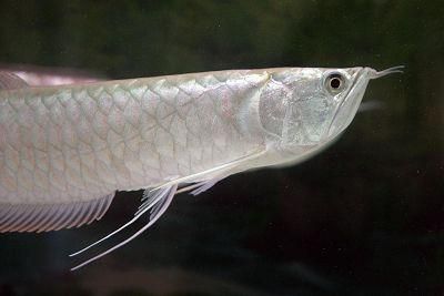 银龙鱼构造（水族爱好者的宠儿[需手动填充]银龙鱼（silverarowana）） 龙鱼百科 第4张