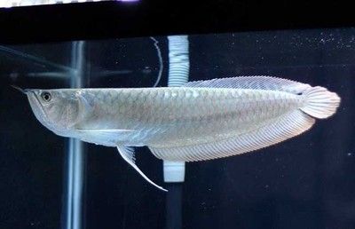 银龙鱼构造（水族爱好者的宠儿[需手动填充]银龙鱼（silverarowana）） 龙鱼百科 第2张