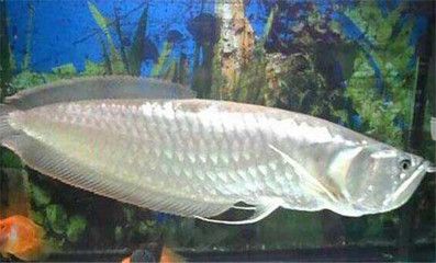 银龙鱼构造（水族爱好者的宠儿[需手动填充]银龙鱼（silverarowana）） 龙鱼百科 第1张