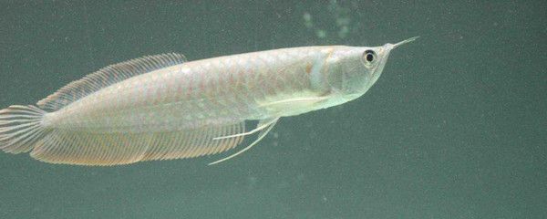 银龙鱼构造（水族爱好者的宠儿[需手动填充]银龙鱼（silverarowana）） 龙鱼百科 第5张