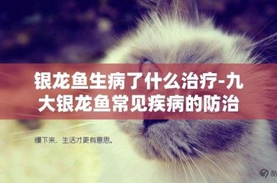 银龙鱼背部烂了怎么办？（银龙鱼背部烂了可能由多种原因造成，需综合考虑治疗方法和预防措施） 龙鱼百科 第2张