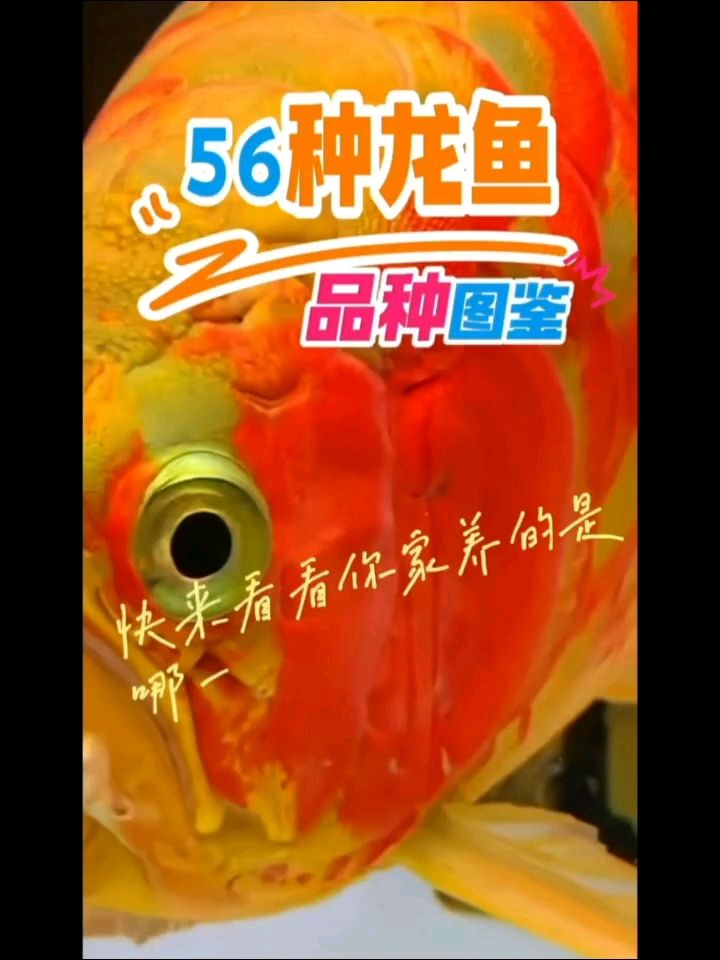 56种龙鱼品种图鉴大全（白阁评论：这养了多久了,这养了多久了,）