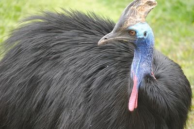 银龙鱼鳞变红是什么原因（银龙鱼鳞变红可能由多种因素引起，可能是多种因素引起的） 龙鱼百科 第5张