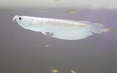 银龙鱼鳃盖上面有圆形黑色的（银龙鱼鳃盖上出现圆形黑色的情况可能由多种因素引起） 龙鱼百科 第2张