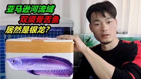 玉面皇冠和银龙鱼能混养吗？（玉面皇冠和银龙鱼可以混养吗？）