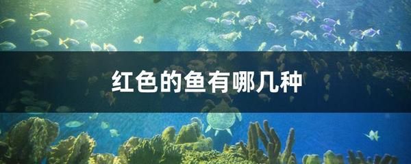 玉面皇冠鱼能和龙鱼一起养吗（玉面皇冠鱼与龙鱼混养存在一定的风险和挑战结果的详细分析） 龙鱼百科 第5张