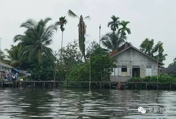 印尼知名龙鱼渔场（印尼知名的龙鱼渔场） 龙鱼百科 第5张