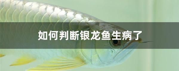 银龙鱼鳍有白点怎么回事（银龙鱼鳍上出现白点怎么办） 龙鱼百科