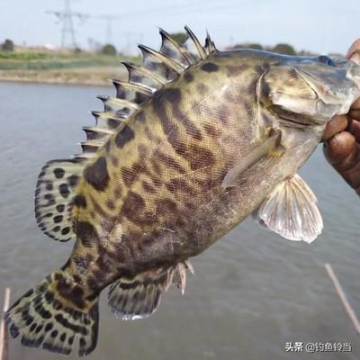 中华鲟和娃娃鱼龙鱼哪个贵（中华鲟、娃娃鱼、龙鱼的市场价格） 龙鱼百科 第4张