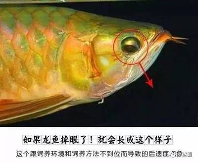 怎样防止银龙鱼掉眼（如何防止银龙鱼掉眼） 龙鱼百科 第4张