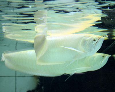 怎么样让面包虫漂浮在水面上喂银龙鱼（为了让面包虫漂浮在水面上喂银龙鱼） 龙鱼百科 第3张