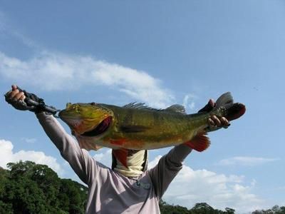 中国哪里银龙鱼最多（中国银龙鱼分布情况） 龙鱼百科 第4张