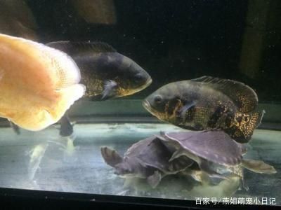 招财龙鱼吃什么（招财龙鱼的饮食应该多样化） 龙鱼百科 第1张