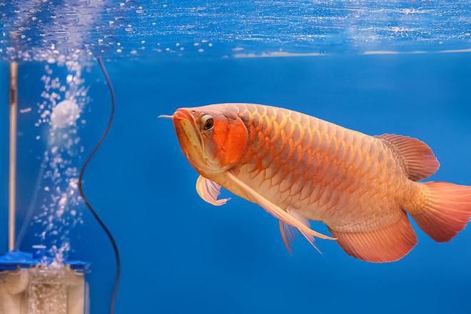 扎兰屯有没有买龙鱼的（内蒙古扎兰屯市有多家水族馆和花鱼店并购买龙鱼） 龙鱼百科 第4张