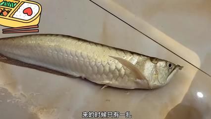 怎么才能让银龙鱼胆子大（如何让银龙鱼变得胆小） 龙鱼百科 第1张