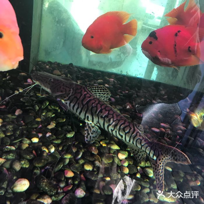 泉州水族馆vs祥龙鱼场（泉州水族馆与祥龙鱼场各有特点） 全国水族馆企业名录 第2张