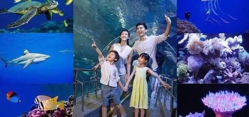 泉州水族馆vs祥龙鱼场（泉州水族馆与祥龙鱼场各有特点） 全国水族馆企业名录 第4张