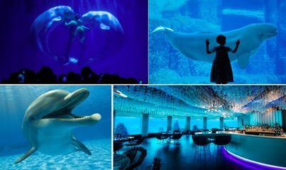 杭州水族馆vs祥龙鱼场（杭州水族馆和祥龙鱼场之前，我们需要明确两者之间的区别） 全国水族馆企业名录 第1张