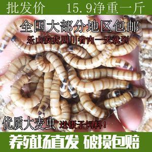 乐山龙鱼vs祥龙鱼场（乐山龙鱼与祥龙鱼场的优势） 全国水族馆企业名录 第1张