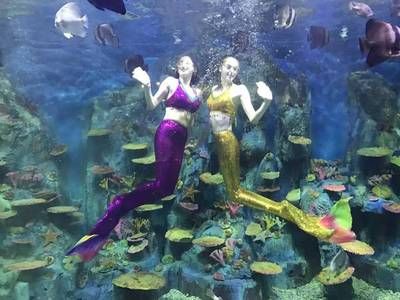 桂林水族馆vs祥龙鱼场（探讨桂林水族馆与祥龙鱼场之间的差异） 全国水族馆企业名录 第4张