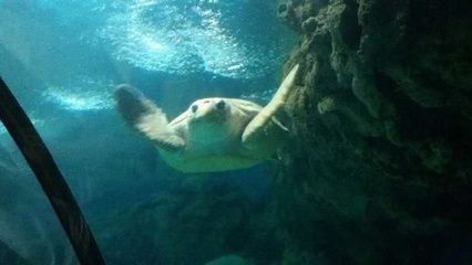 宣城水族馆vs祥龙鱼场（宣城水族馆与祥龙鱼场之间的区别） 全国水族馆企业名录 第3张