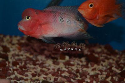 潮州水族馆vs祥龙鱼场（潮州水族馆和祥龙鱼场） 全国水族馆企业名录 第4张