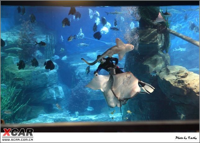 绵阳水族馆vs祥龙鱼场（绵阳水族馆和祥龙鱼场有什么区别？） 全国水族馆企业名录 第1张