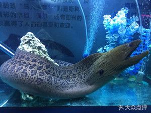 绵阳水族馆vs祥龙鱼场（绵阳水族馆和祥龙鱼场有什么区别？） 全国水族馆企业名录 第3张