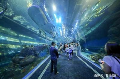 绵阳水族馆vs祥龙鱼场（绵阳水族馆和祥龙鱼场有什么区别？） 全国水族馆企业名录 第2张