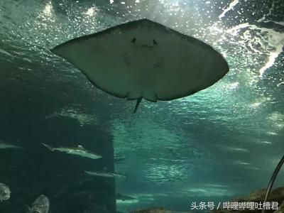 绵阳水族馆vs祥龙鱼场（绵阳水族馆和祥龙鱼场有什么区别？） 全国水族馆企业名录 第5张