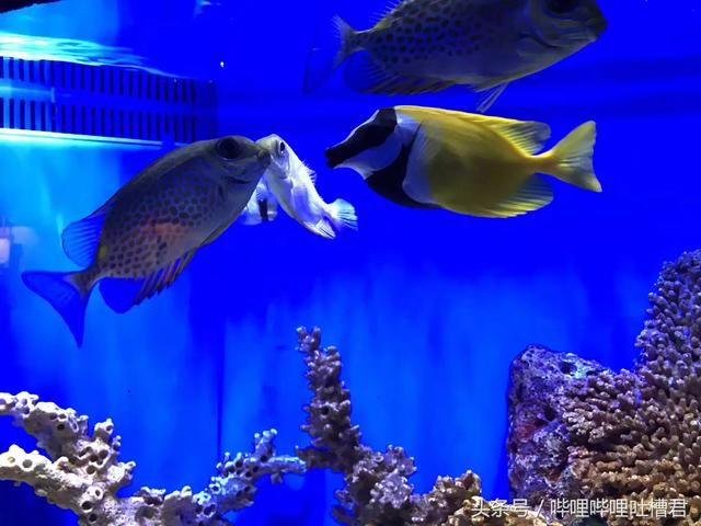 绵阳水族馆vs祥龙鱼场（绵阳水族馆和祥龙鱼场有什么区别？） 全国水族馆企业名录 第4张