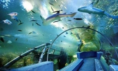 阿拉善盟水族馆vs祥龙鱼场（阿拉善盟水族馆与祥龙鱼场的竞争关系） 全国水族馆企业名录 第4张