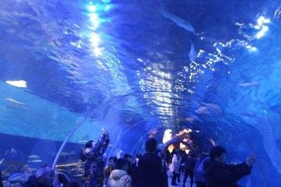 安庆水族馆vs祥龙鱼场（安庆水族馆与祥龙鱼场的区别） 全国水族馆企业名录 第1张