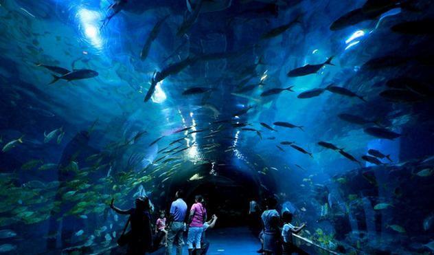 安庆水族馆vs祥龙鱼场（安庆水族馆与祥龙鱼场的区别） 全国水族馆企业名录 第3张