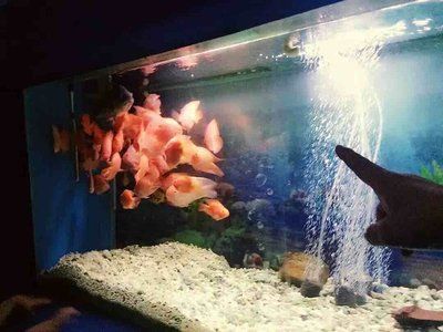 南通水族馆vs祥龙鱼场（南通水族馆和祥龙鱼场各有其特色和优势） 全国水族馆企业名录 第2张