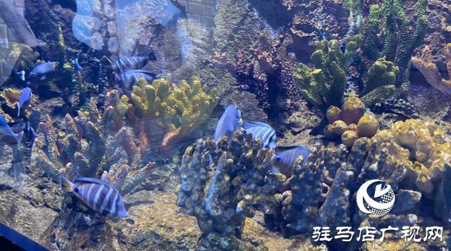 驻马店水族馆vs祥龙鱼场（河南驻马店市开发区帝王水族馆、祥龙鱼场水族馆、祥龙鱼场） 全国水族馆企业名录 第3张