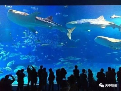 驻马店水族馆vs祥龙鱼场（河南驻马店市开发区帝王水族馆、祥龙鱼场水族馆、祥龙鱼场） 全国水族馆企业名录 第2张