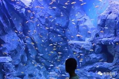 忻州水族馆vs祥龙鱼场（忻州水族馆与祥龙鱼场各有侧重） 全国水族馆企业名录 第5张