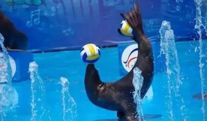 阳泉水族馆vs祥龙鱼场（阳泉水族馆与祥龙鱼场各有特点）