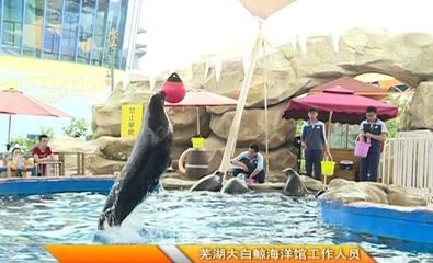 芜湖水族馆vs祥龙鱼场（芜湖水族馆与祥龙鱼场的区别） 全国水族馆企业名录 第4张