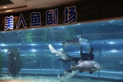 绍兴水族馆vs祥龙鱼场（绍兴水族馆与祥龙鱼场各有侧重） 全国水族馆企业名录 第4张