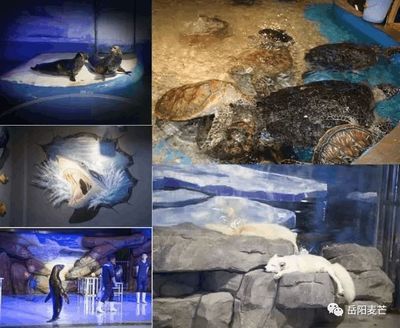 岳阳水族馆vs祥龙鱼场（岳阳水族馆与祥龙鱼场各有其特色和优势） 全国水族馆企业名录 第2张