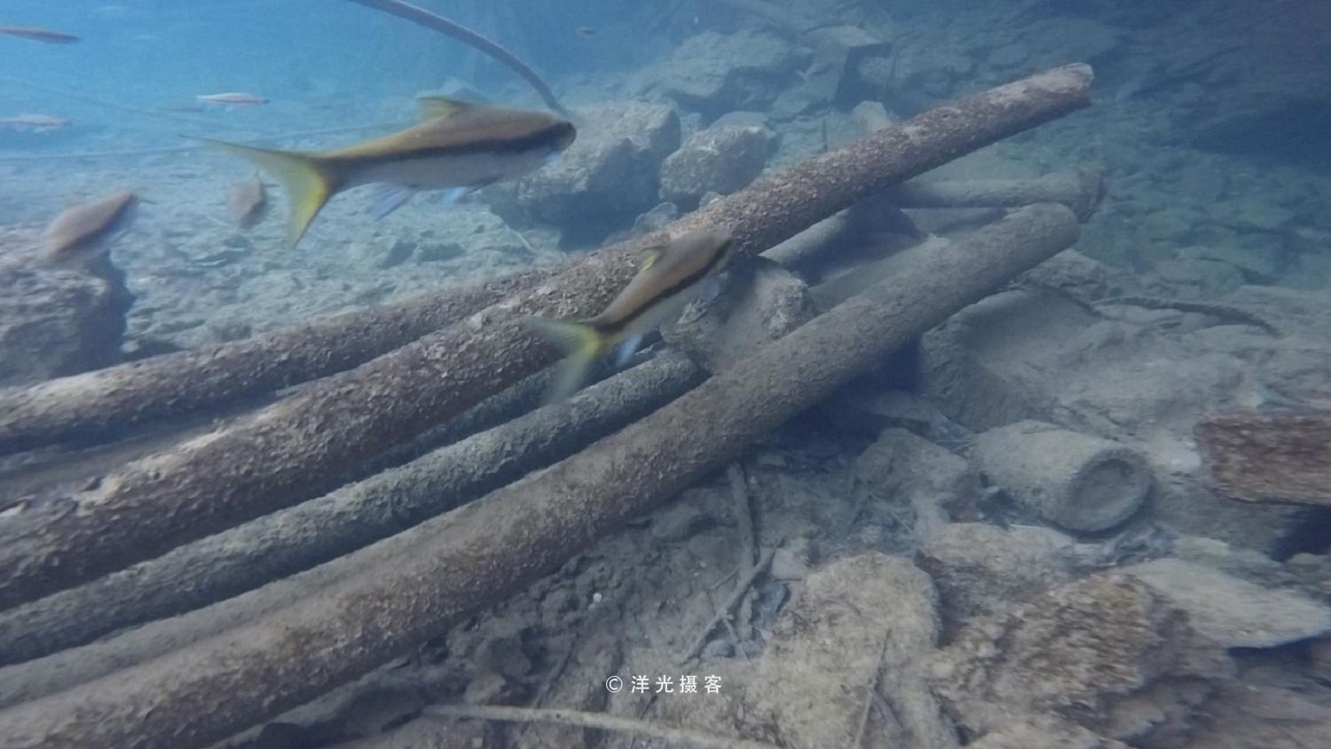 保山龙鱼vs祥龙鱼场（保山龙鱼与祥龙鱼场） 全国水族馆企业名录 第3张