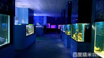 阳江水族馆vs祥龙鱼场（阳江水族馆与祥龙鱼场的区别） 全国水族馆企业名录 第1张