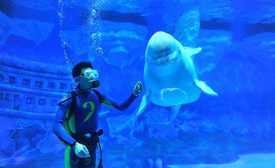 成都水族馆vs祥龙鱼场（成都水族馆与祥龙鱼场各有侧重） 全国水族馆企业名录 第1张