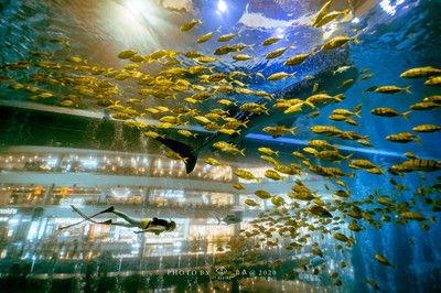 成都水族馆vs祥龙鱼场（成都水族馆与祥龙鱼场各有侧重） 全国水族馆企业名录 第5张