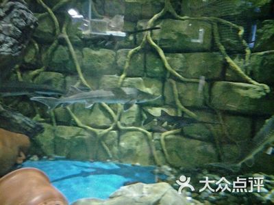 运城水族馆vs祥龙鱼场（运城水族馆与祥龙鱼场） 全国水族馆企业名录 第5张