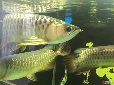 嘉峪关龙鱼vs祥龙鱼场（嘉峪关龙鱼与祥龙鱼场有什么区别？） 全国水族馆企业名录 第2张