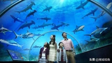 平顶山水族馆vs祥龙鱼场（平顶山水族馆与祥龙鱼场之间的差异之前，我们需要明确的业务范围） 全国水族馆企业名录 第4张